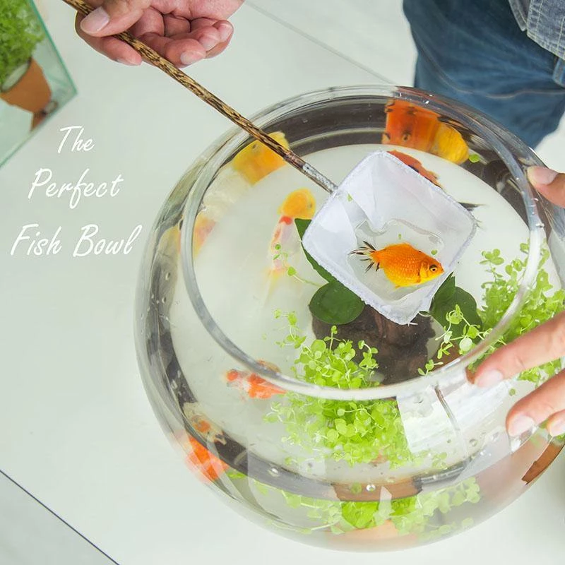 Deals π Modern Vase And Gift Pack Of 6 PCS Clear Glass Bubble Bowl H-8" O-6.5" D-10" π₯° - Image 4