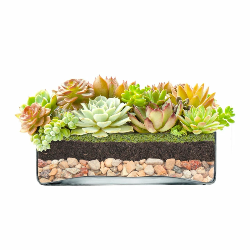 Outlet π Modern Vase And Gift Pack Of 4 PCS Clear Glass Square Vase O-10" H-3.25" 𧨠- Image 5