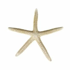 Wholesale 🔥 Modern Vase And Gift White Sea Shell Vase Filler Arca Ovalis D-1"-2" - Pack Of 10 PCS 😉