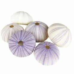 Flash Sale ❤️ Modern Vase And Gift Pack Of 72 PCS Purple Vase Filler Natural Sea Urchin Shells D-2"-3" 😉