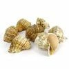 Best deal ✨ Modern Vase And Gift Natural Brown Sea Shell Vase Filler Rapana Rapiformis D-2"-2.5" - Pack Of 12 PCS 👏