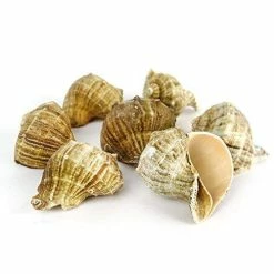 Best deal ✨ Modern Vase And Gift Natural Brown Sea Shell Vase Filler Rapana Rapiformis D-2"-2.5" - Pack Of 12 PCS 👏