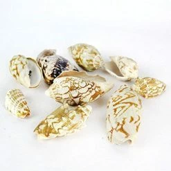 Wholesale 🔥 Modern Vase And Gift White With Tan Marking Sea Shell Vase Filler Voluta Vespertiollo D-2.5"-3" - Pack Of 10 PCS 👏