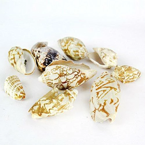 Wholesale π₯ Modern Vase And Gift White With Tan Marking Sea Shell Vase Filler Voluta Vespertiollo D-2.5"-3" - Pack Of 10 PCS π