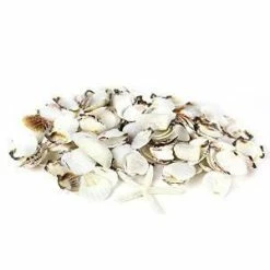 Coupon 🌟 Modern Vase And Gift Vase Filler Mixed White Shells,-1 Case( Pieces) ⌛