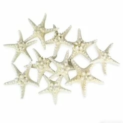 Best reviews of 🧨 Modern Vase And Gift White Vase Filler Star Fish Knobby D-3"-4" - Pack Of 48 PCS 😉